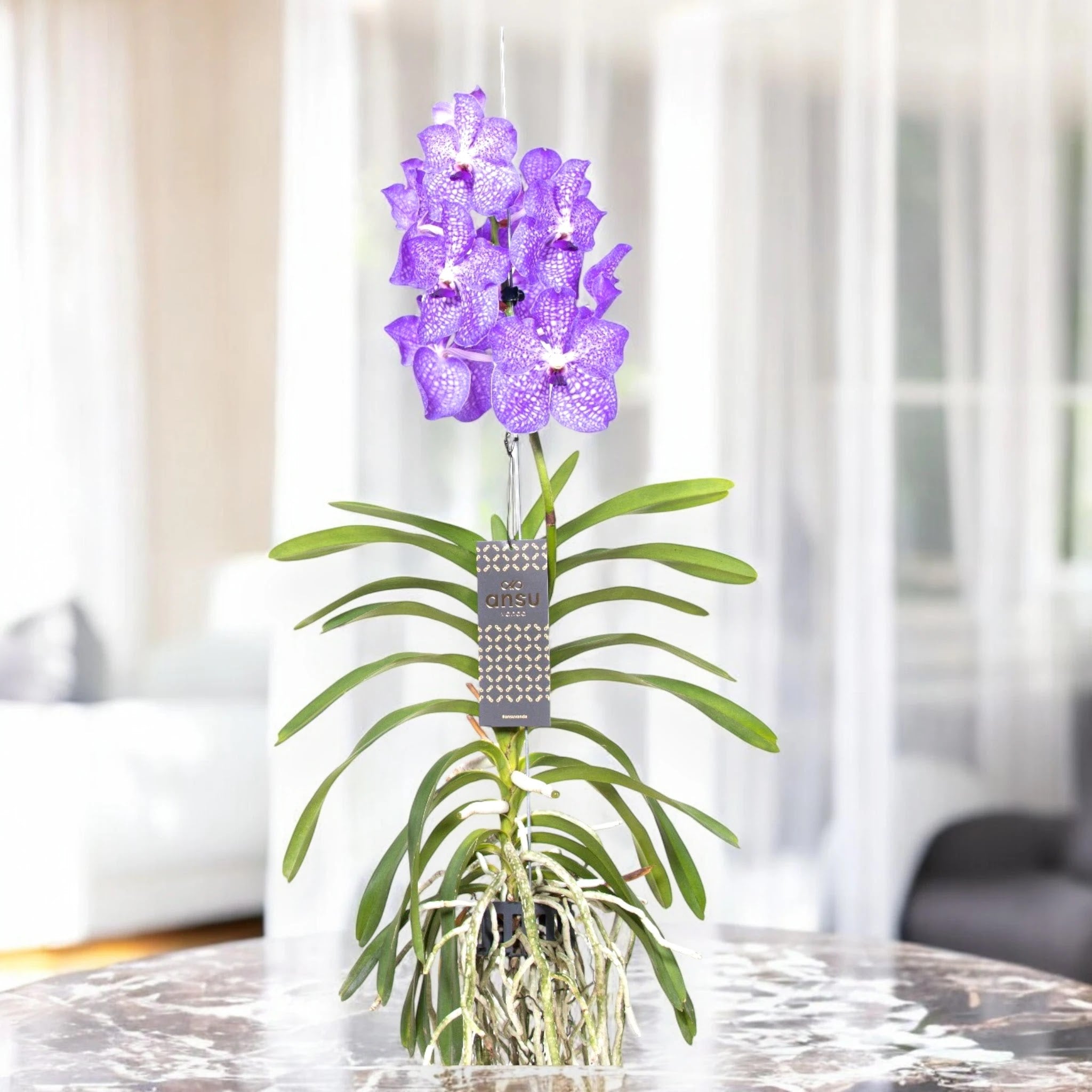 Vanda 'Light Blue'