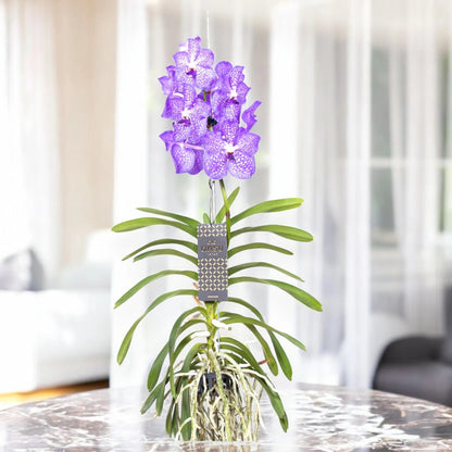 Vanda 'Light Blue'