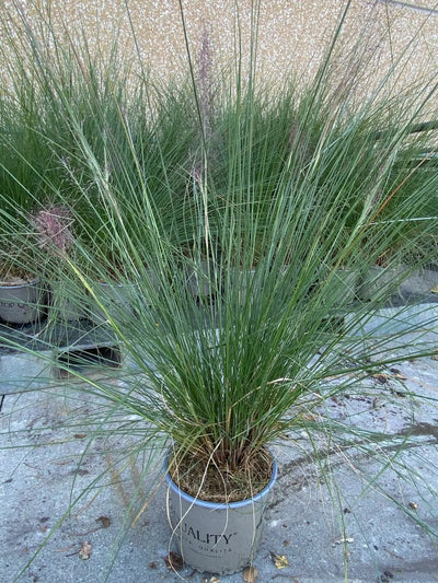 Muhlenbergia capillaris in piena fioritura con nebbia rosa autunnale