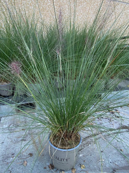 Muhlenbergia capillaris in piena fioritura con nebbia rosa autunnale
