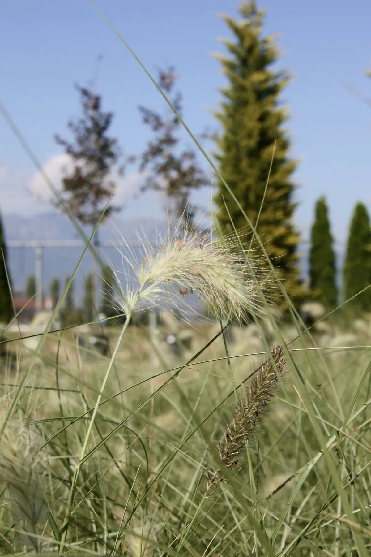 Pennisetum alopecuroides Villosum con spighe bianco-argento in giardino moderno