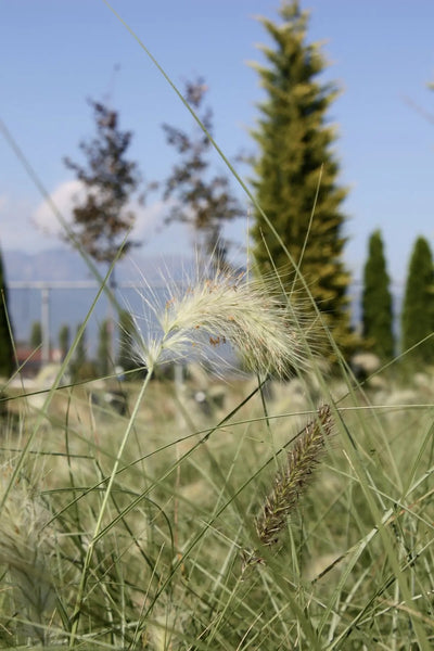 Pennisetum alopecuroides Villosum con spighe bianco-argento in giardino moderno