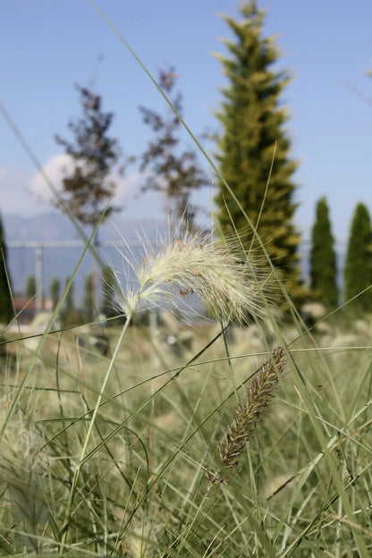 Pennisetum villosum in giardino con spighe bianche piumose che ondeggiano al vento