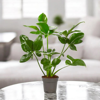 Philodendron 'Fun bun' Green wonder