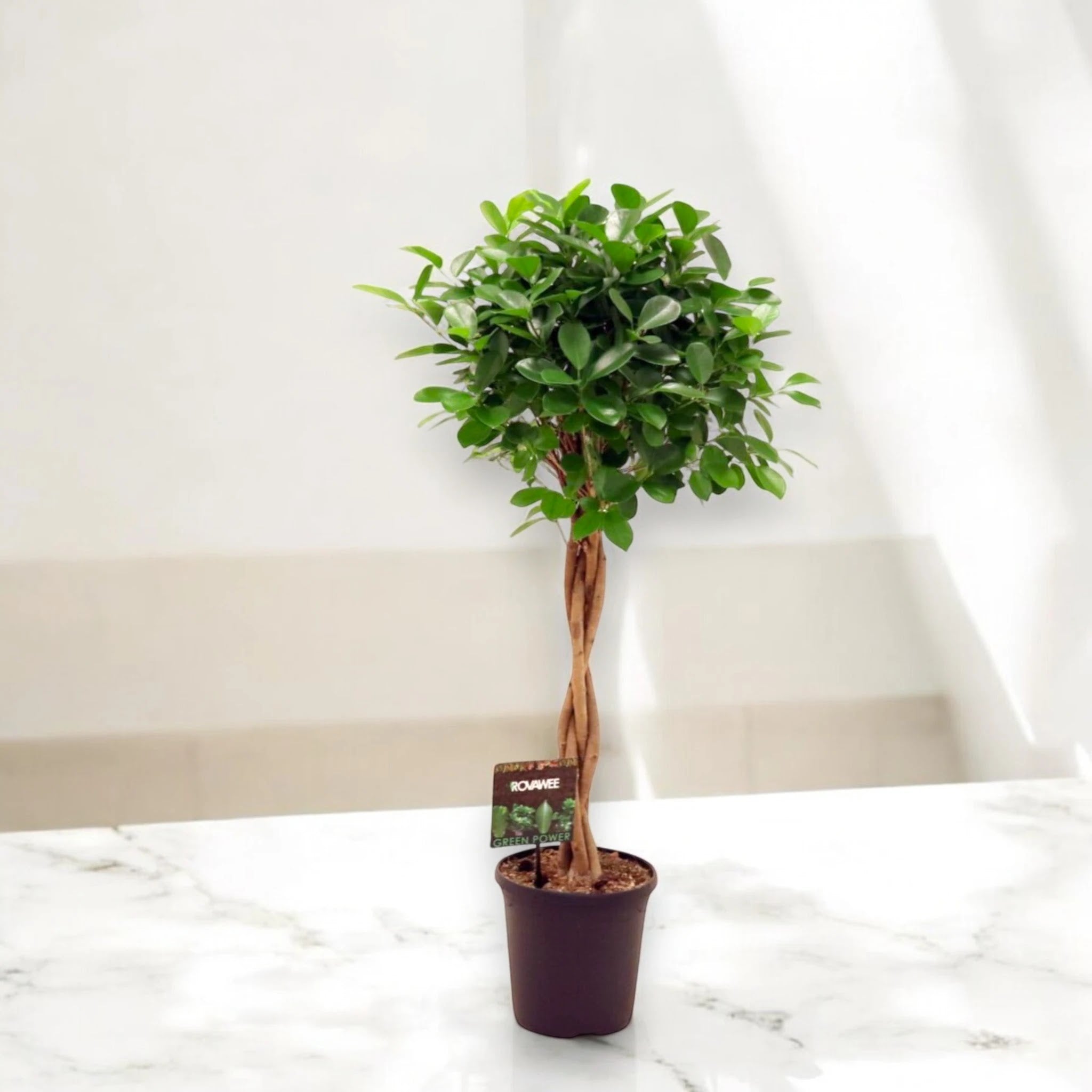Ficus microcarpa 'Moclame'