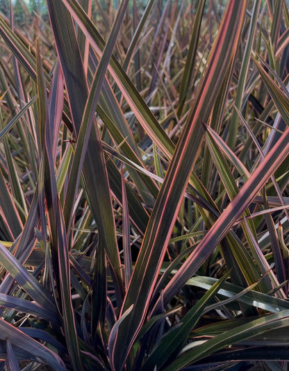 Phormium tenax