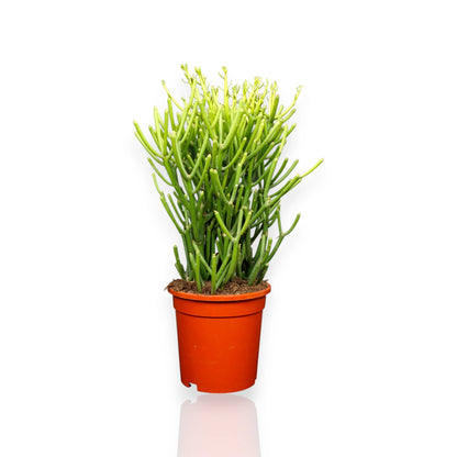 Euphorbia tirucalli