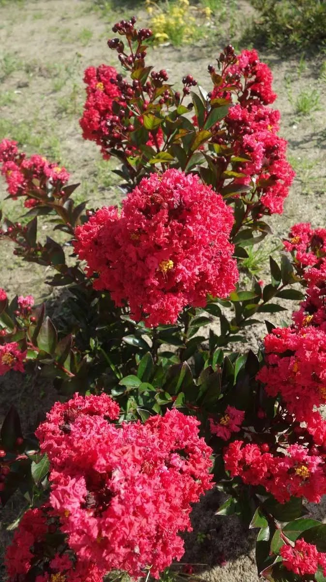 Lagerstroemia indica Enduring Summer Red con fiori rossi vividi in giardino estivo