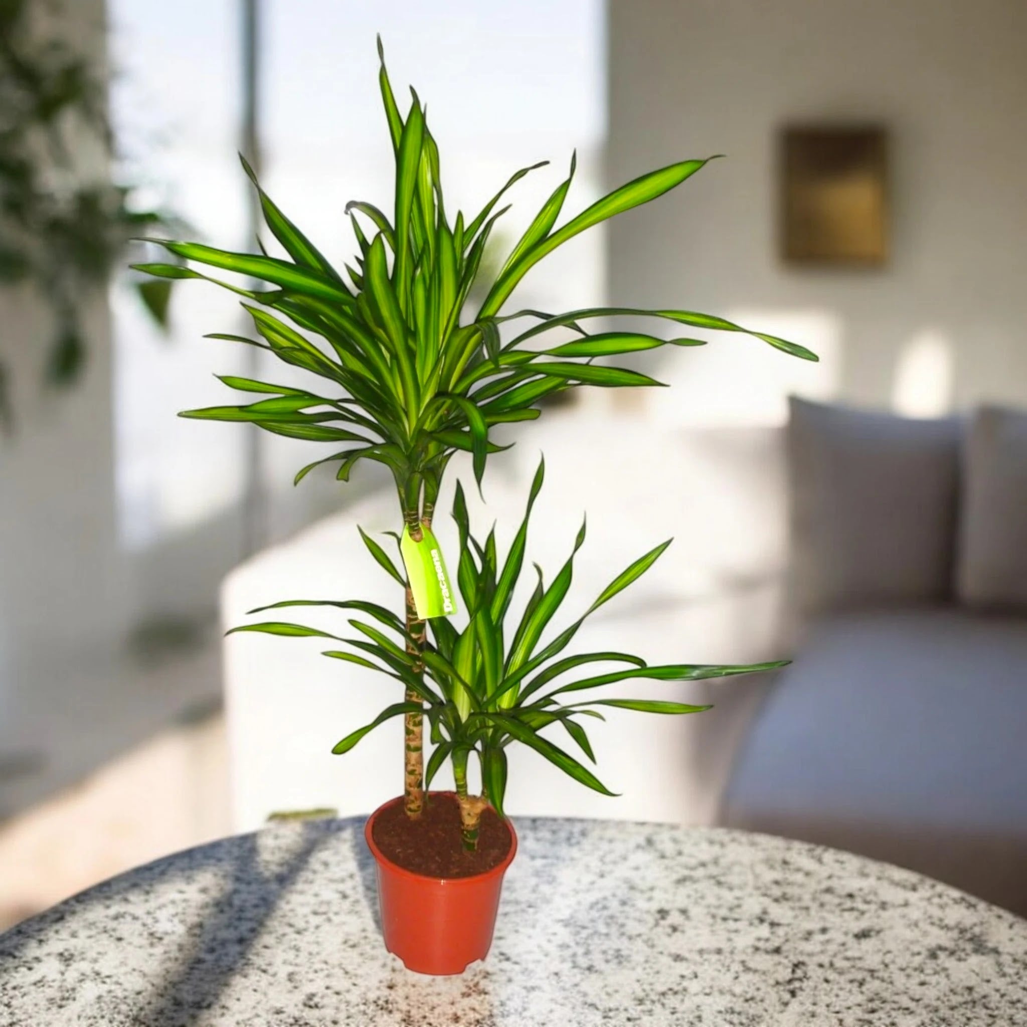 Dracaena fragrans 'Riki'