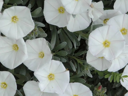 Fiori bianchi imbutiformi con centro giallo di Convolvulus cneorum su foglie argentate