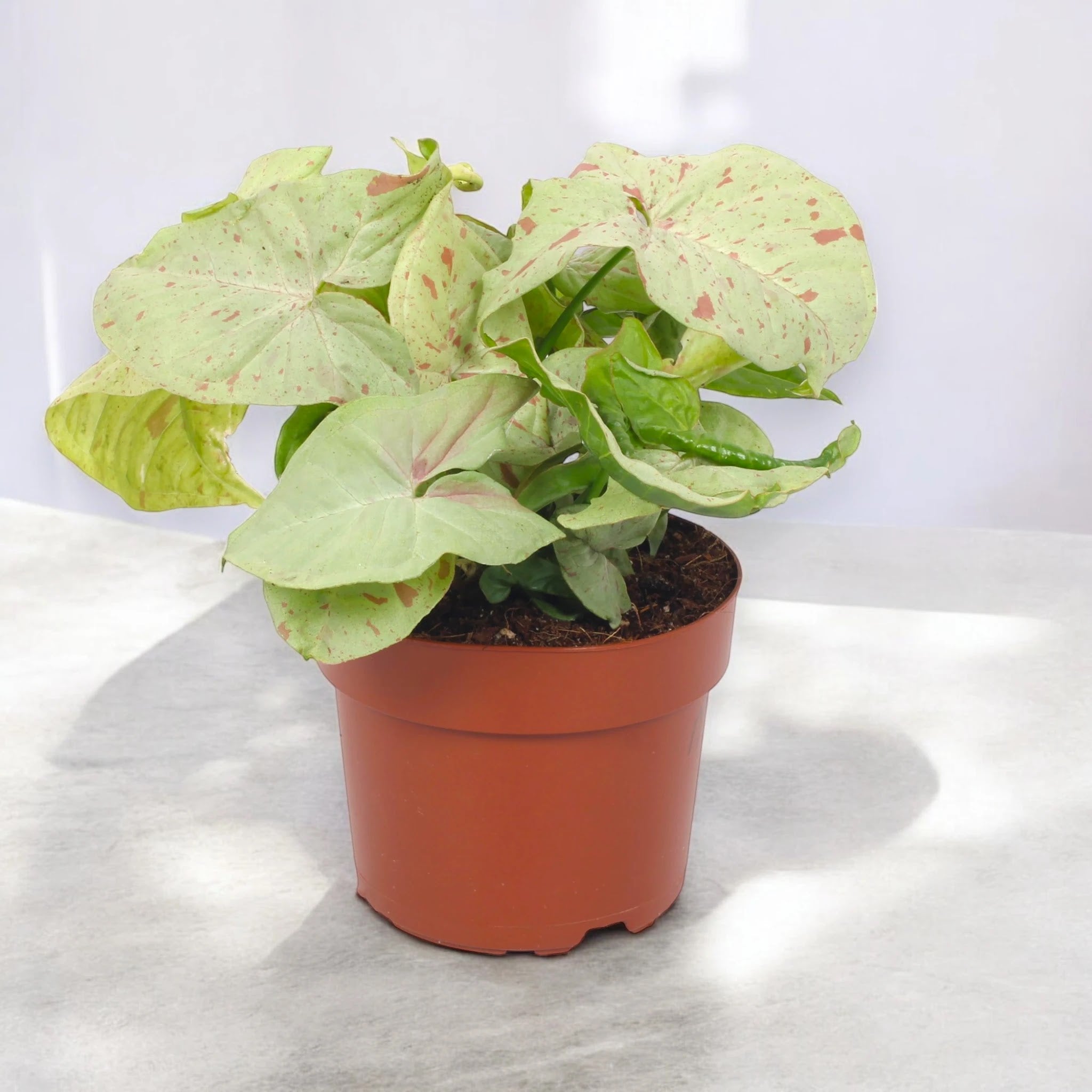 Syngonium 'Milk confetti'
