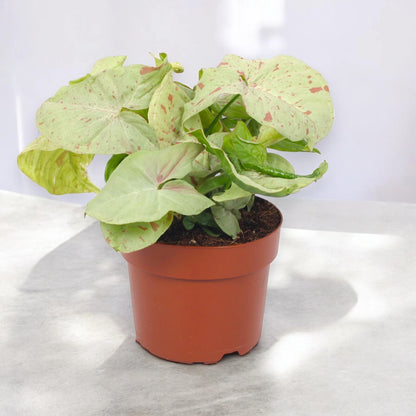 Syngonium 'Milk confetti'
