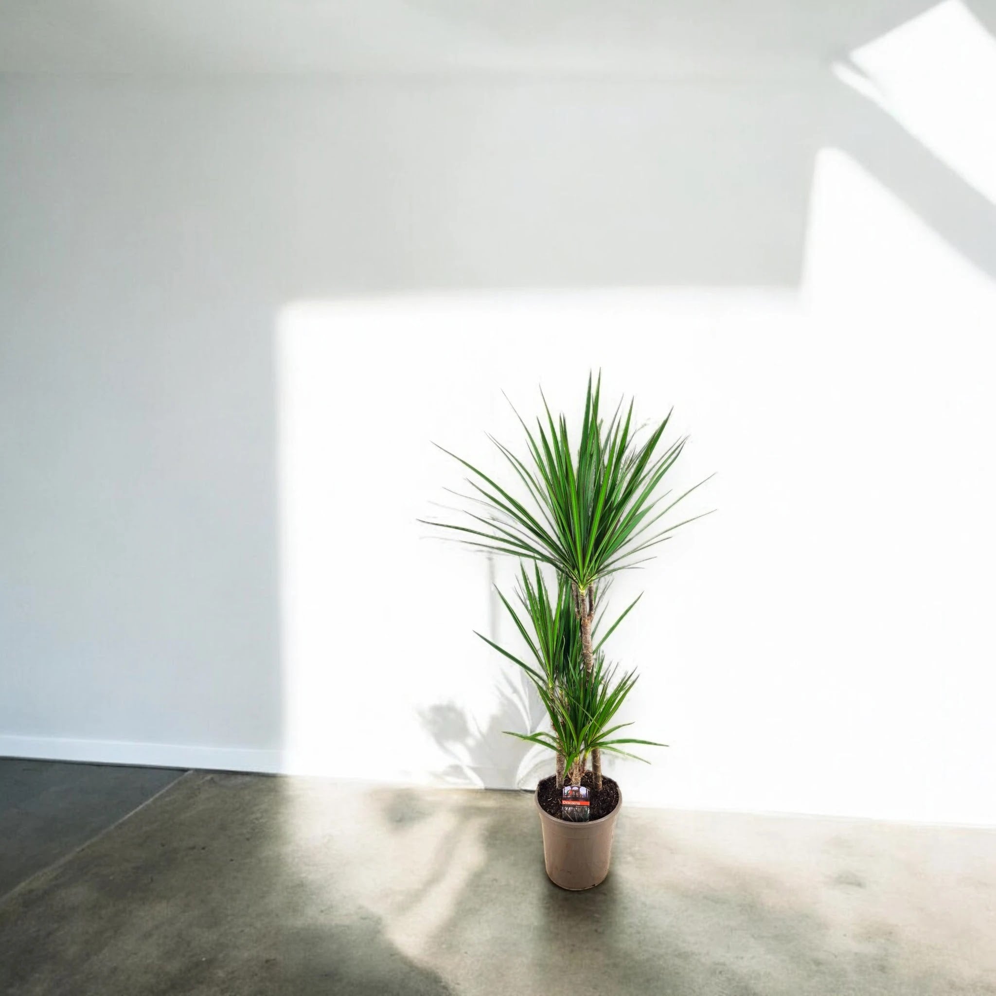 Dettaglio foglie allungate Dracaena marginata con bordature rosse caratteristiche