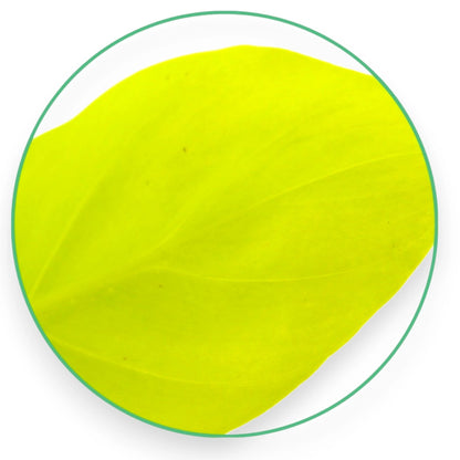 Dettaglio foglia vellutata di Philodendron Micans con riflessi bronzati e texture caratteristica