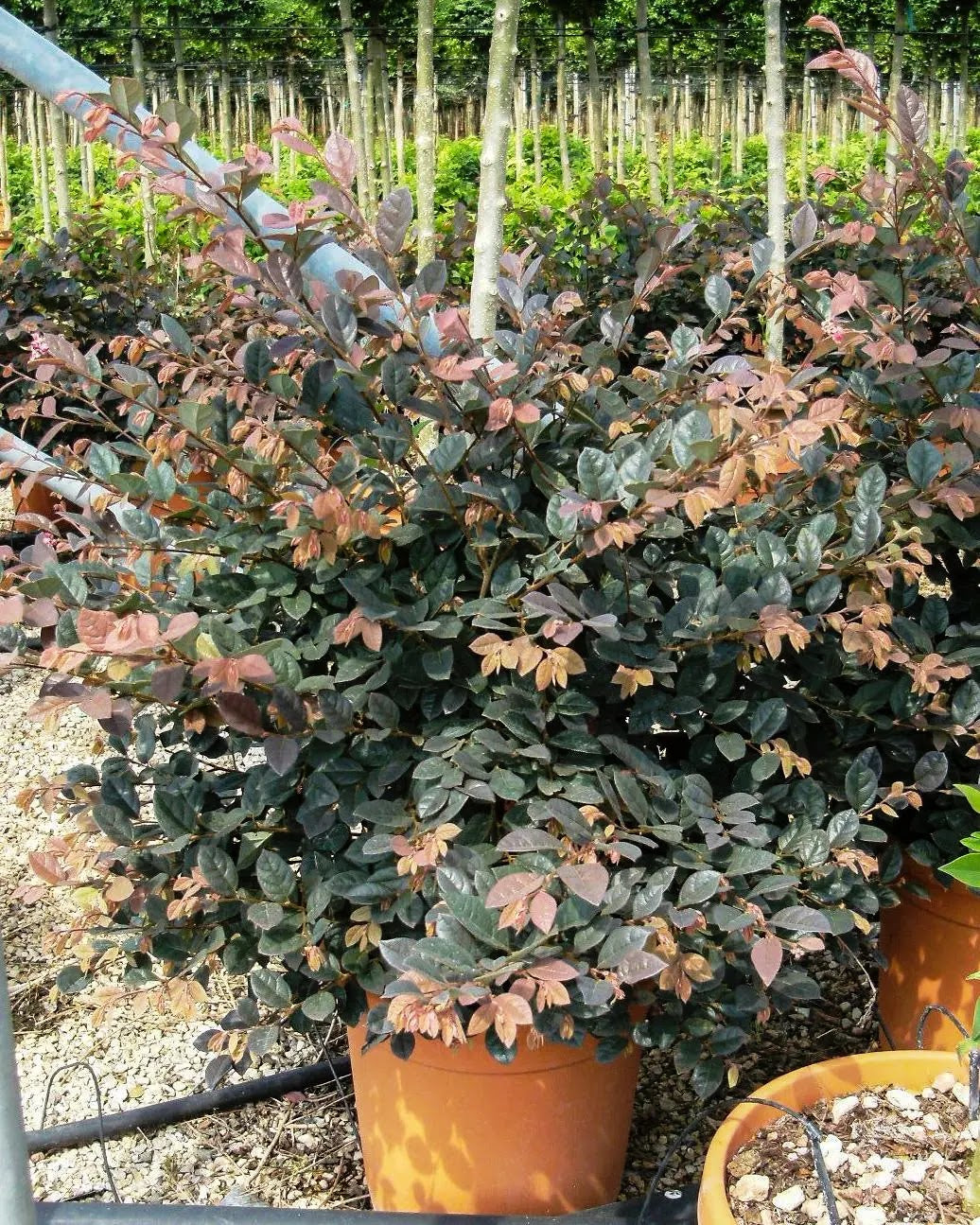 Loropetalum chinense Fire Dance arbusto sempreverde con foglie rosso porpora in giardino