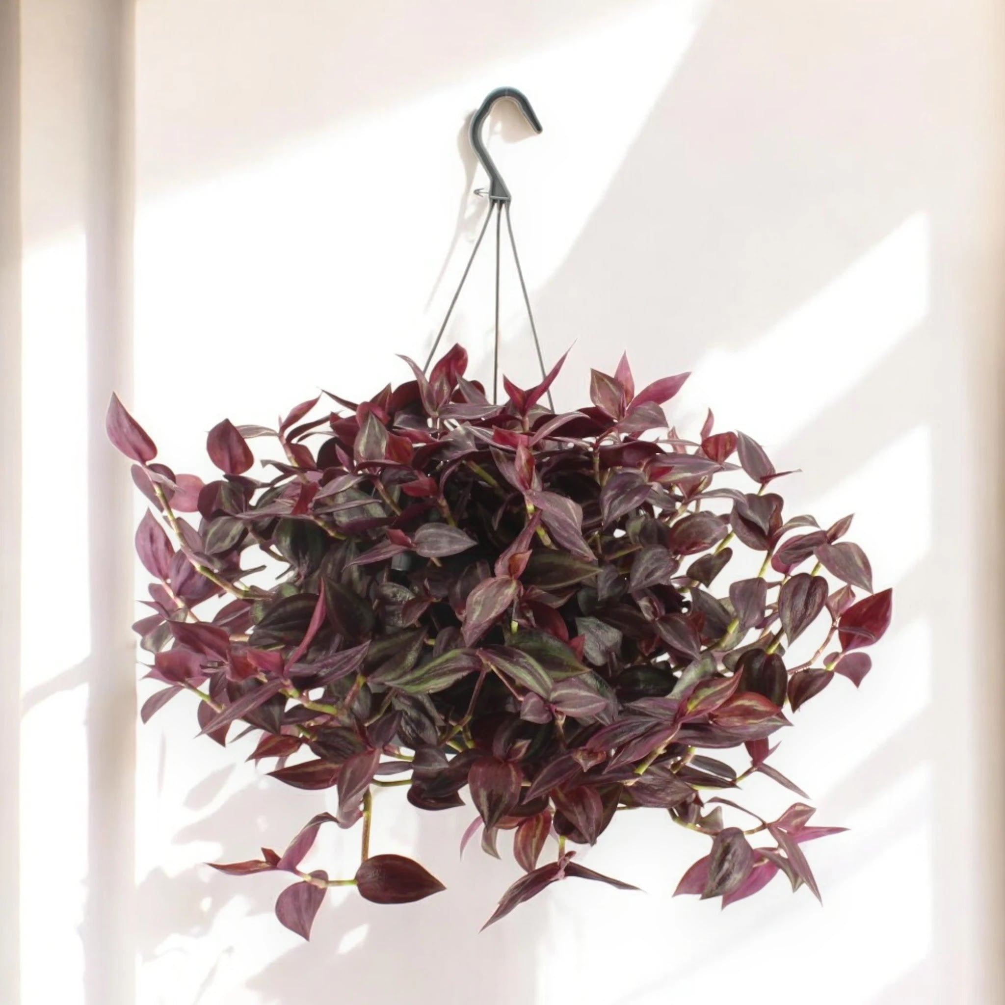 Tradescantia 'Jewel Red'