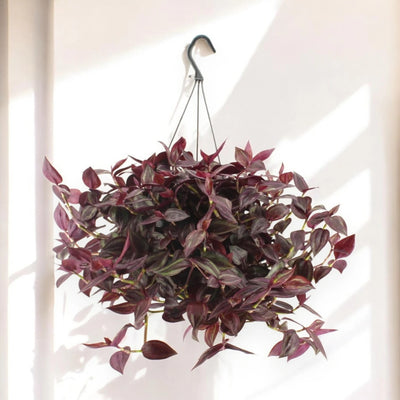 Tradescantia 'Jewel Red'