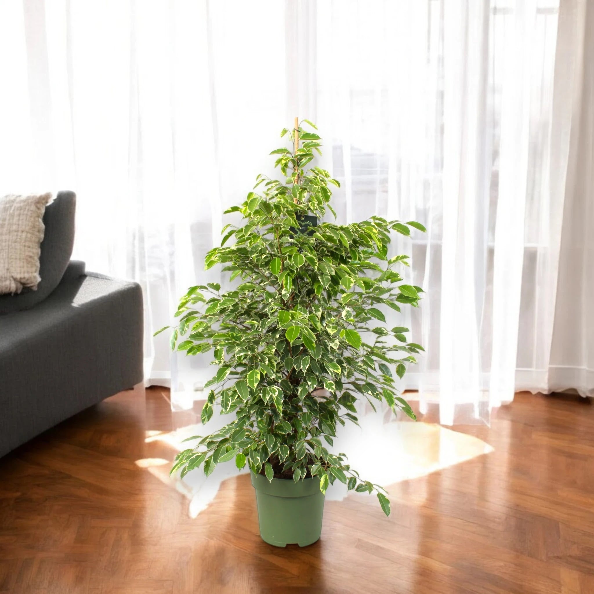 Ficus benjamina 'Golden King'