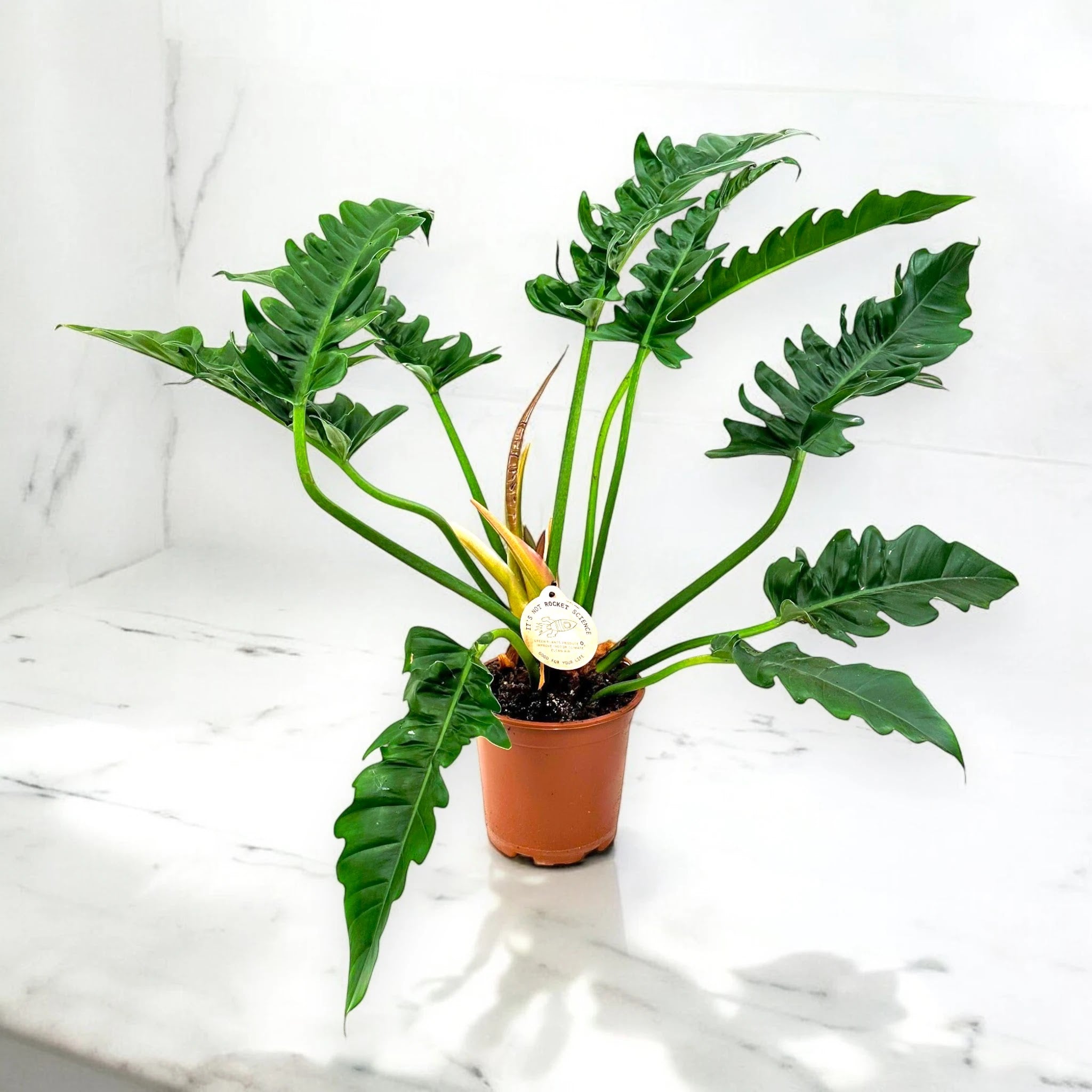 Dettaglio foglia Philodendron Tigertooth che mostra i caratteristici margini seghettati