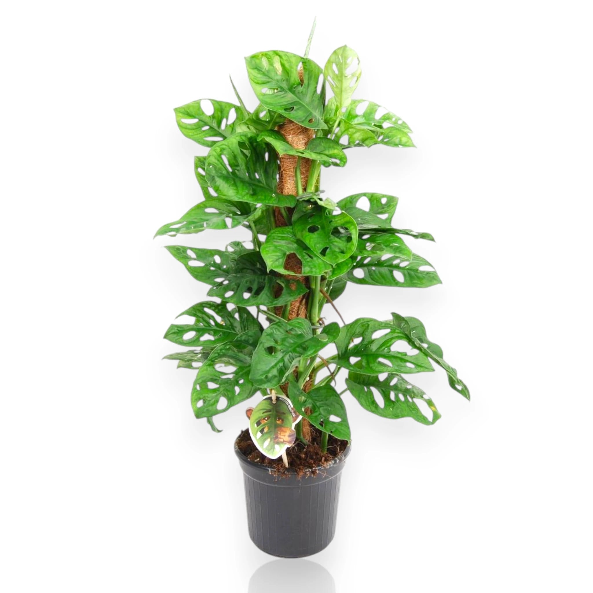 Monstera adansonii