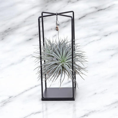 Tillandsia 'Cube'