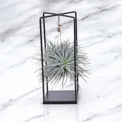 Tillandsia 'Cube'