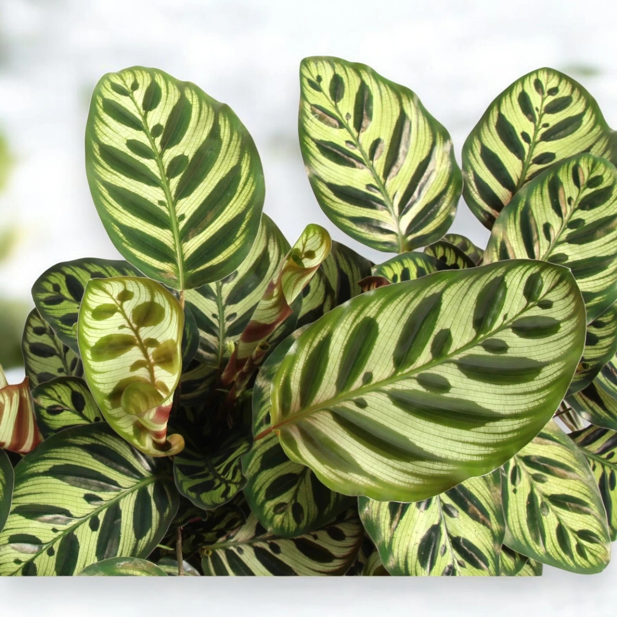 Calathea makoyana