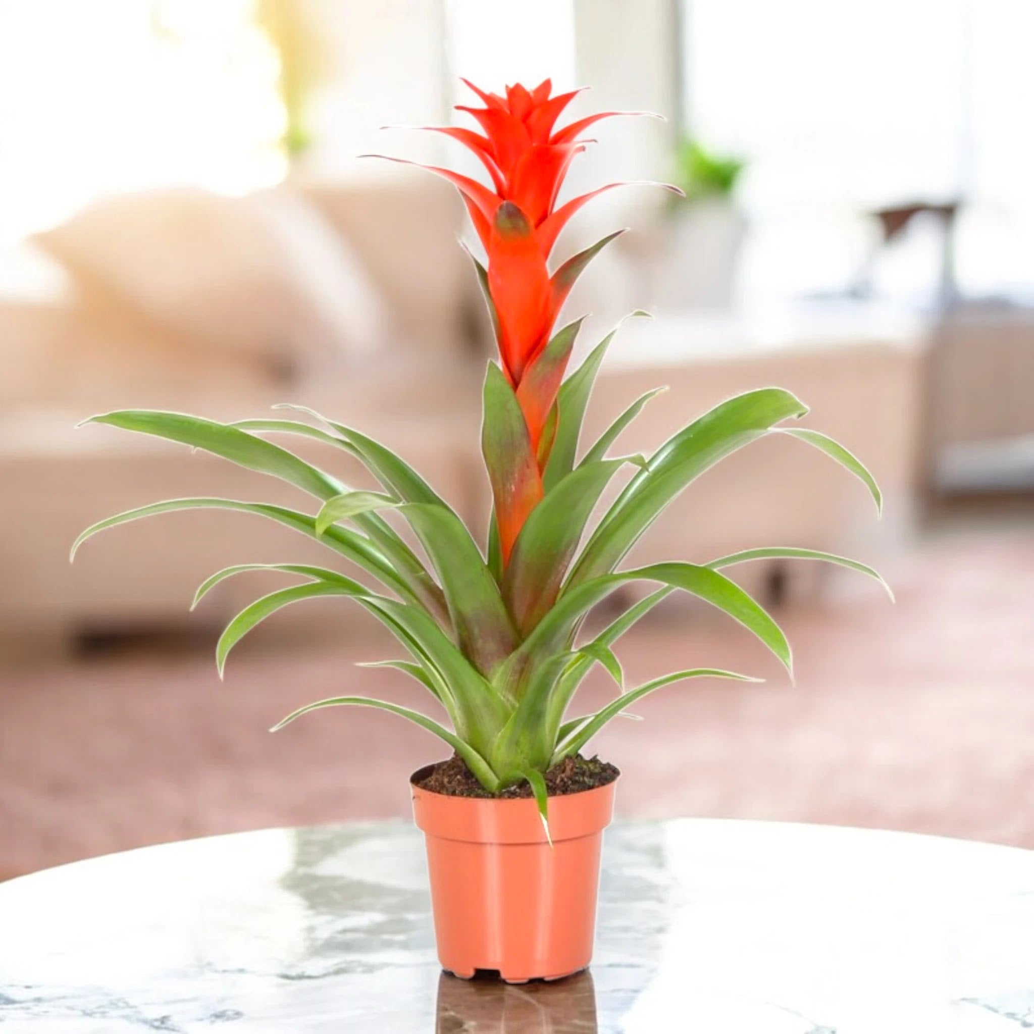 Guzmania 'Calypso'