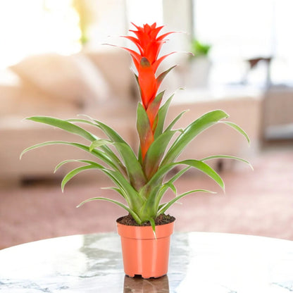 Guzmania 'Calypso'
