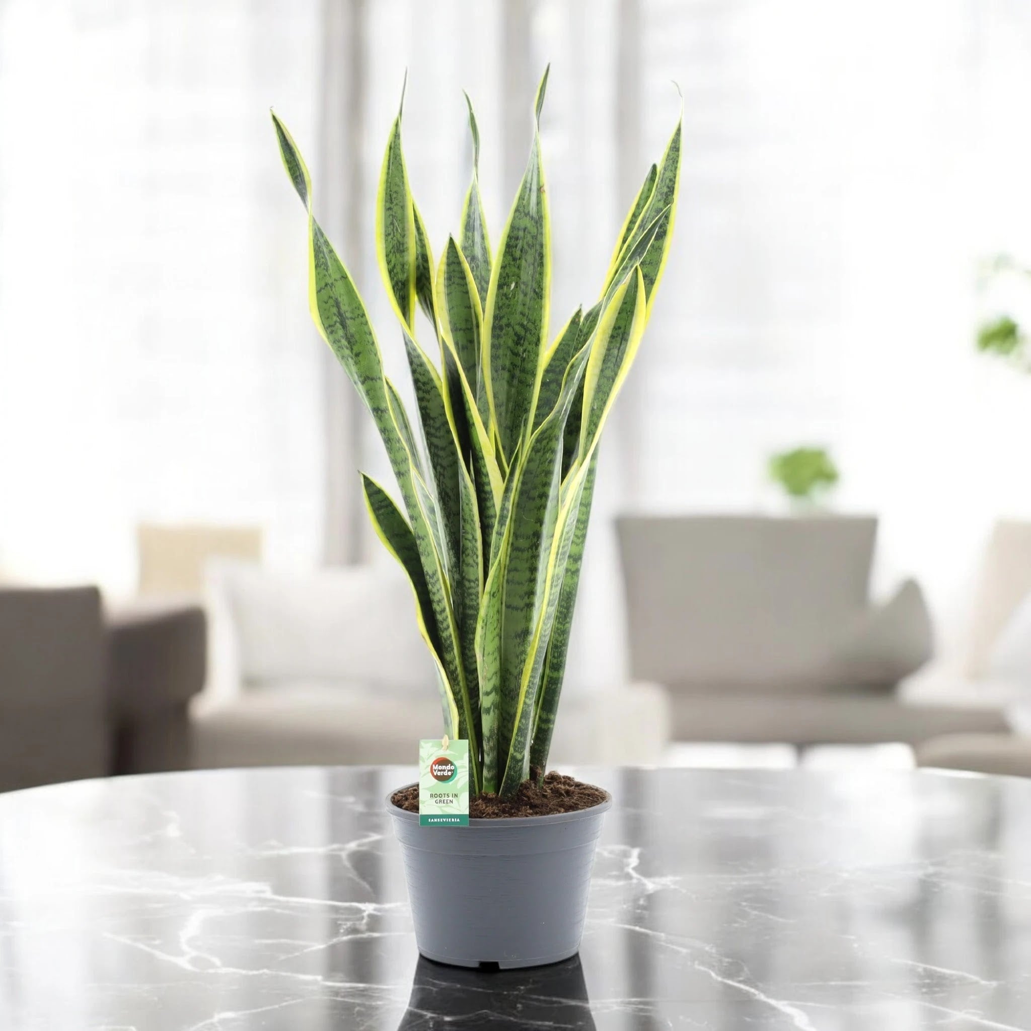 Sansevieria trifasciata 'Laurentii'