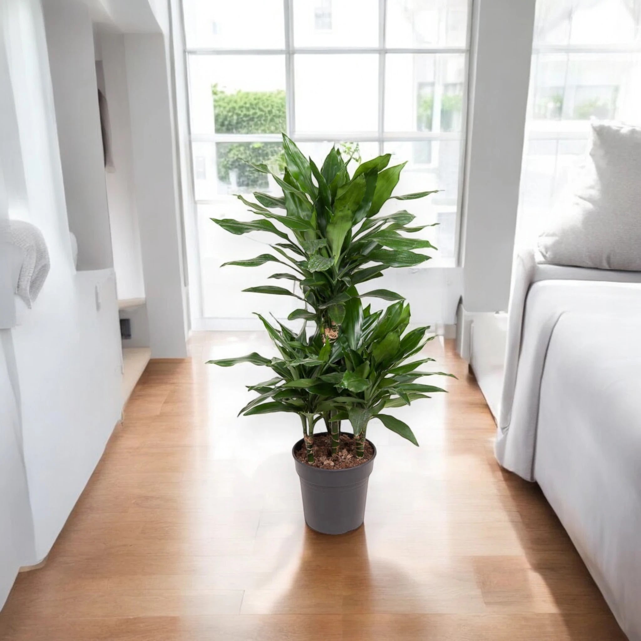 Dracaena fragrans 'Janet Lind'