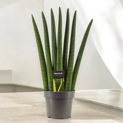Sansevieria cylindrica 'Fan'