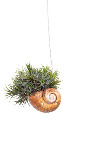 Tillandsia 'Shelly' con rosette argentate in composizione aerea minimal da interno
