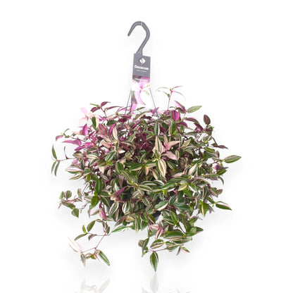 Tradescantia fluminensis Quadricolor in vaso con fusti ricadenti e foglie variegate rosa bianco verde