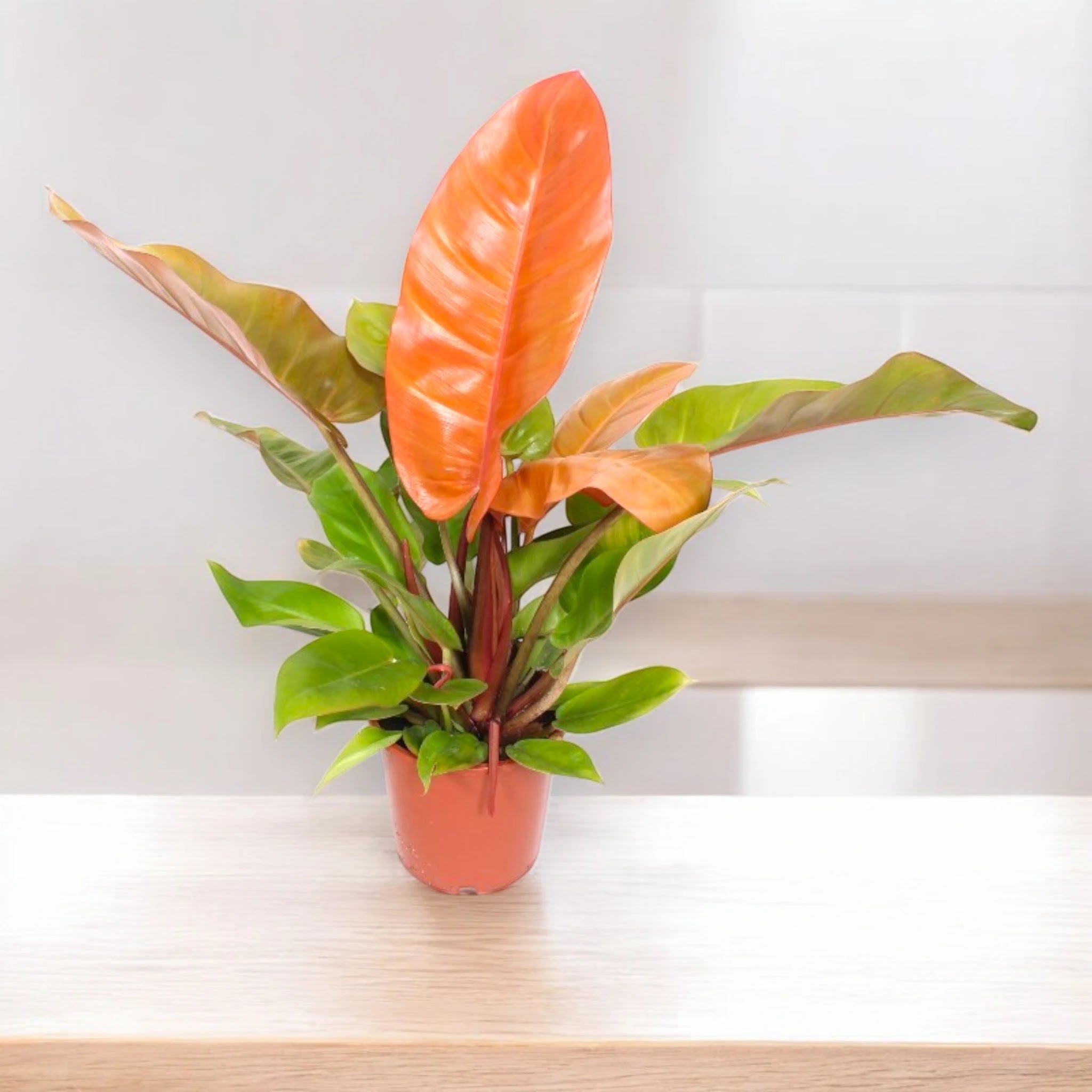 Philodendron 'Prince of orange'