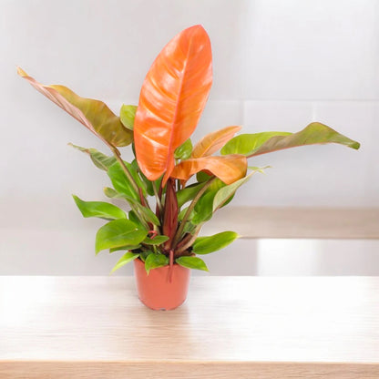 Philodendron 'Prince of orange'