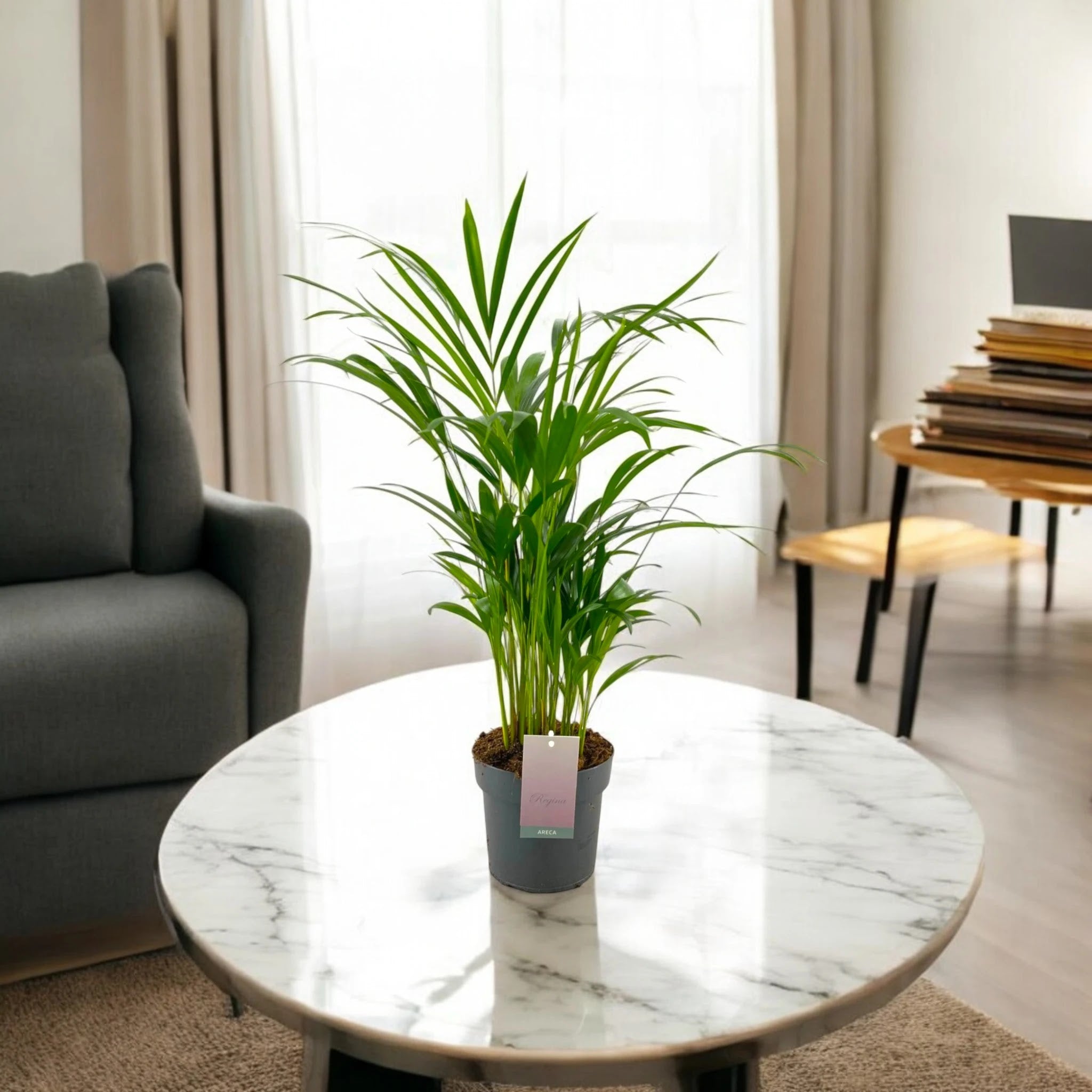 Areca - Dypsis lutescens
