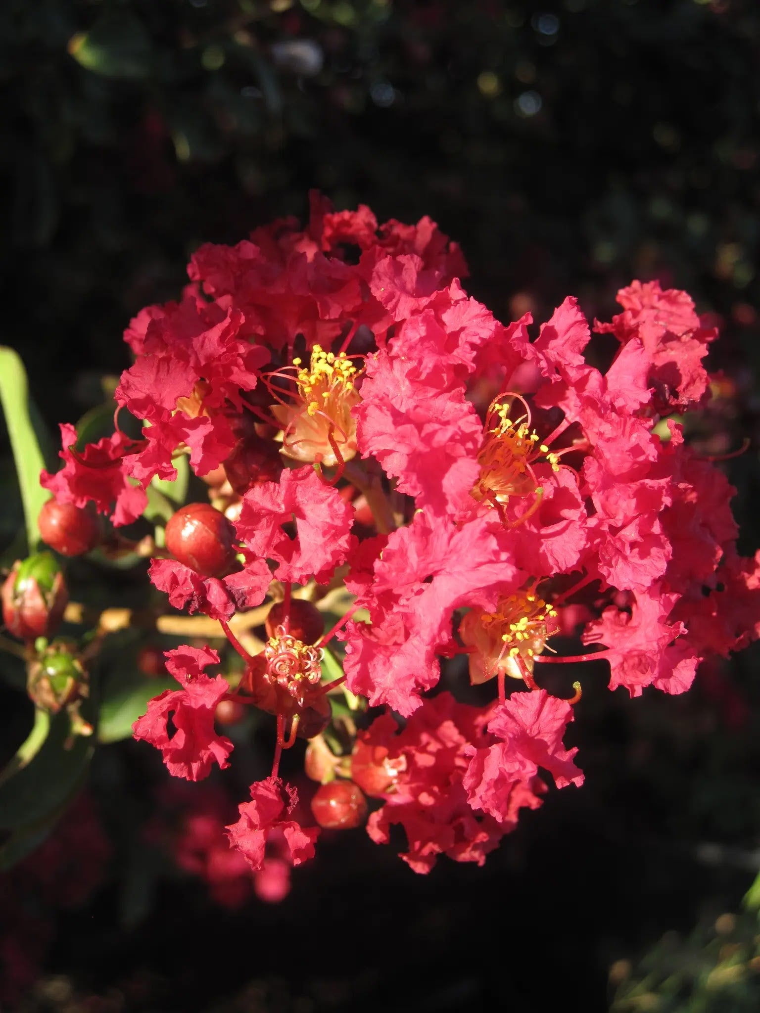 Lagerstroemia indica 'Red Imperator'