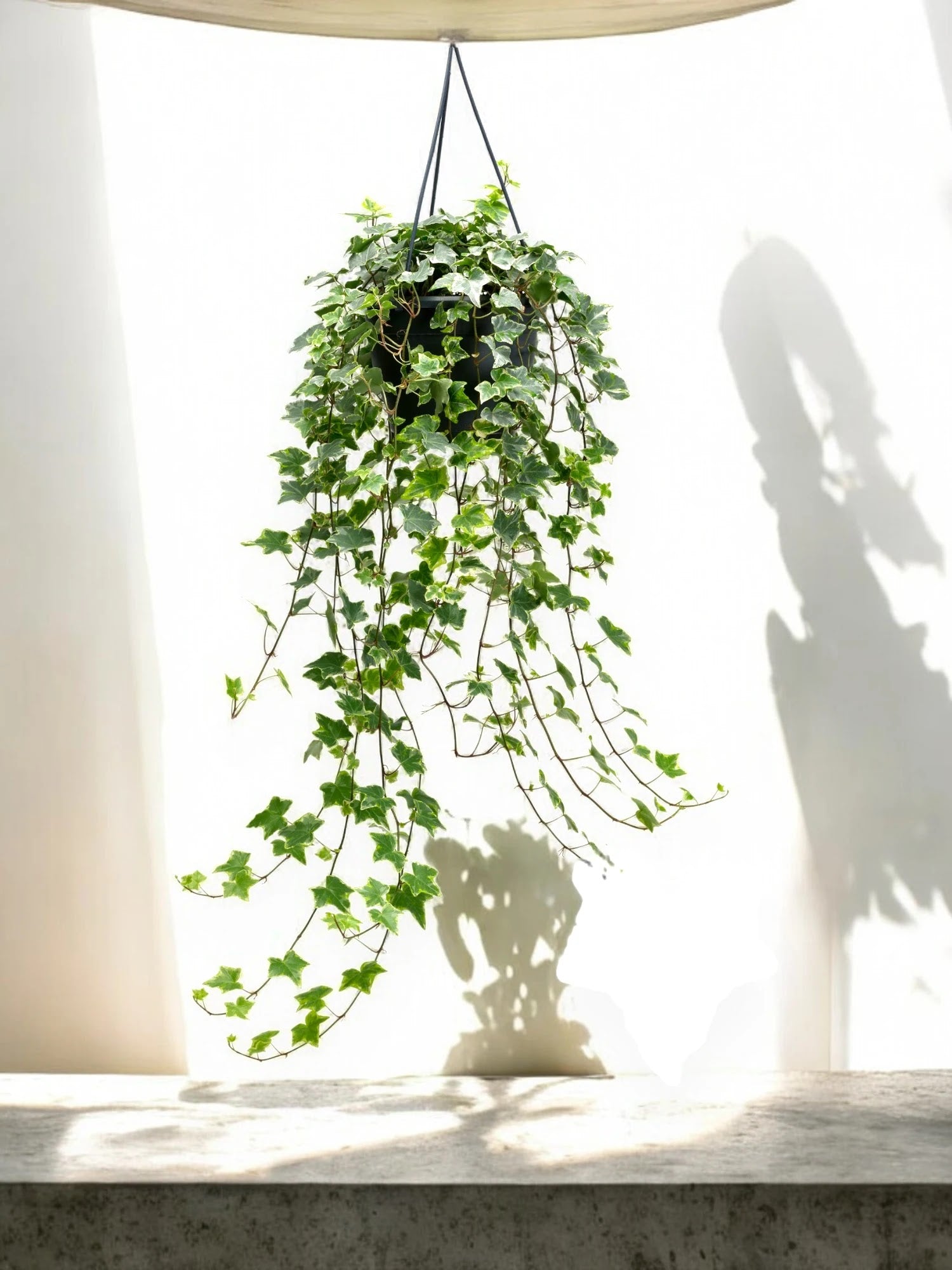 Edera - Hedera helix 'Mint Kolibri'