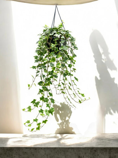 Edera - Hedera helix 'Mint Kolibri'