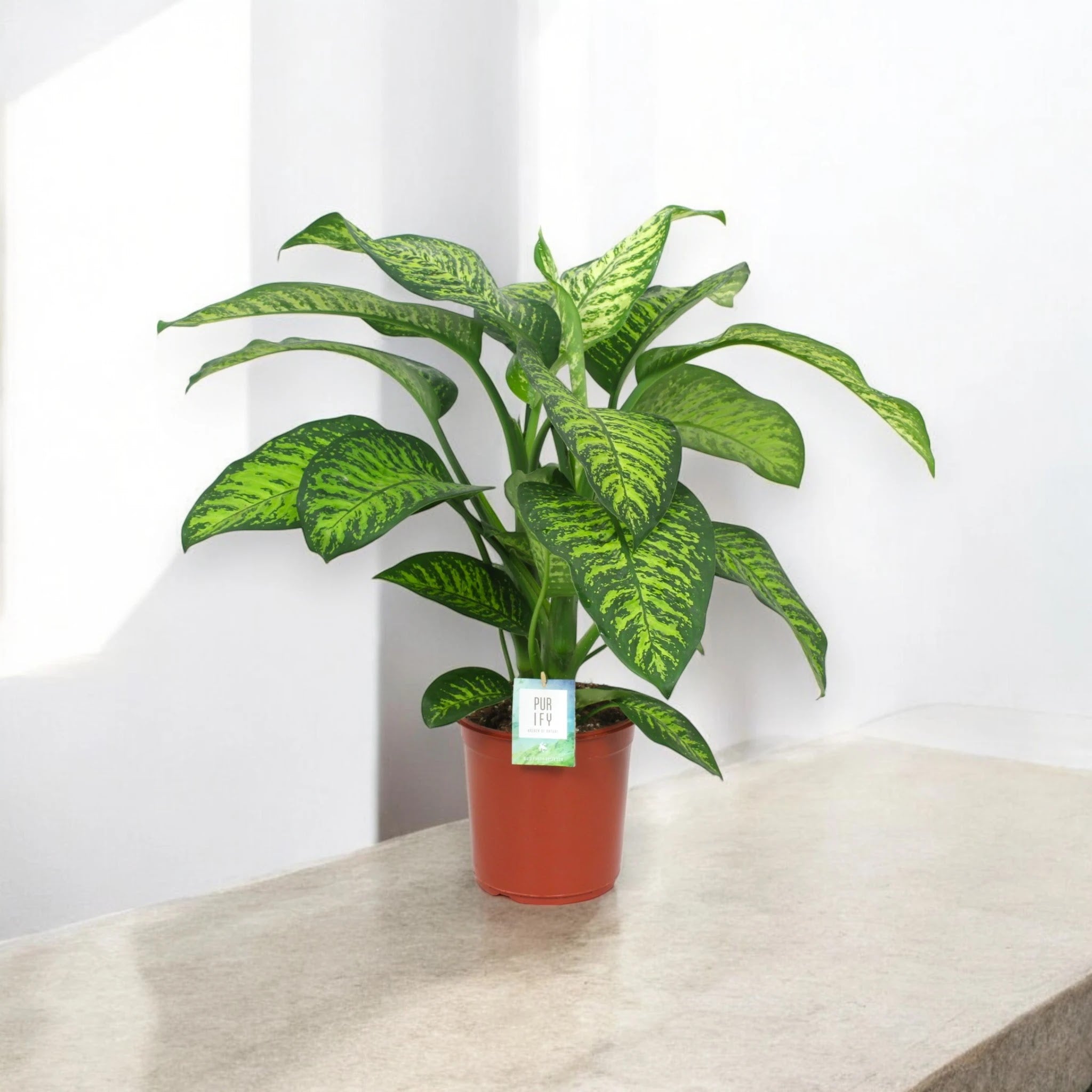 Dieffenbachia seguine 'Tropic jewel'