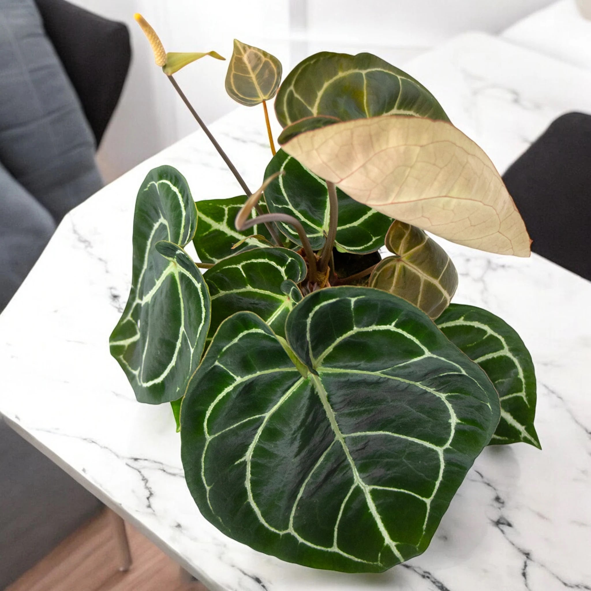 Anthurium 'Crystallinum'