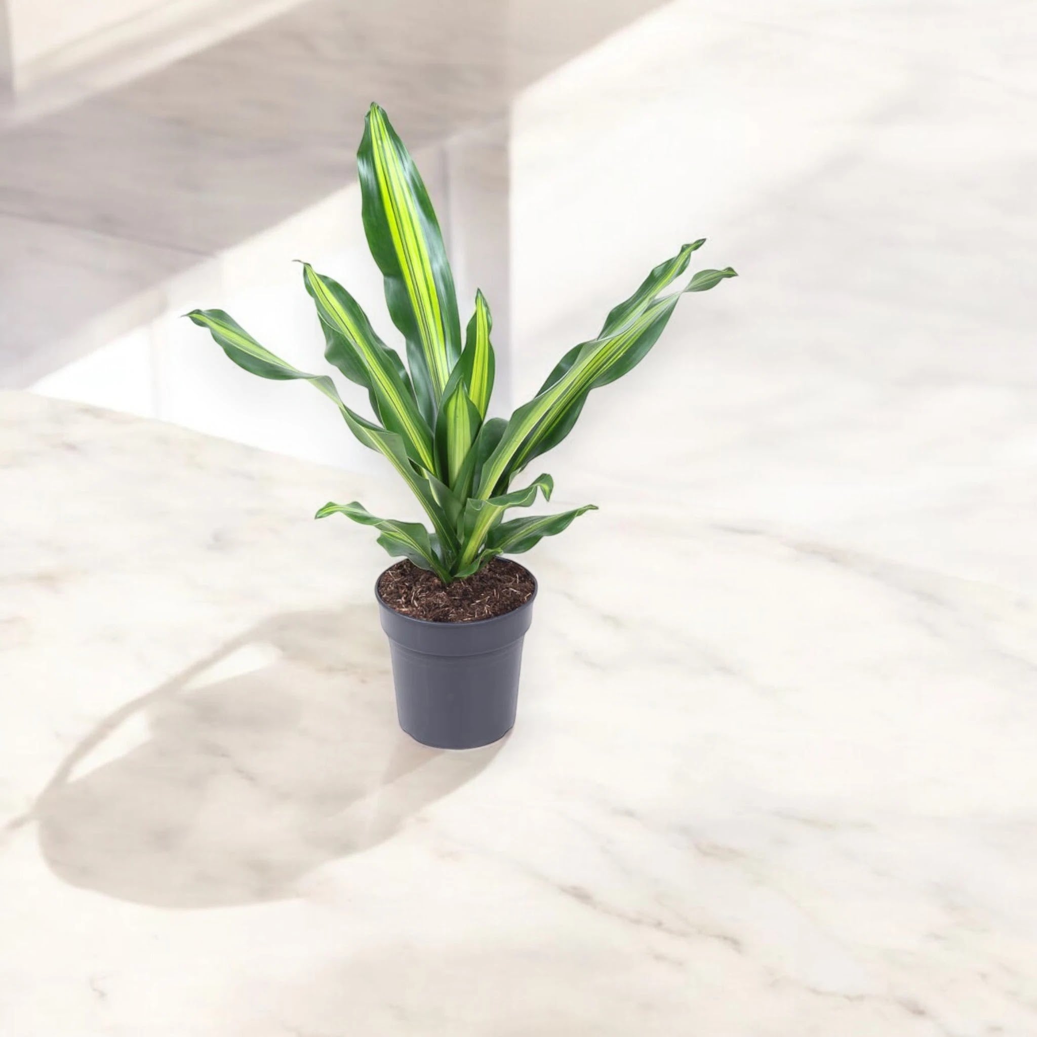Dracaena fragrans 'Burley'