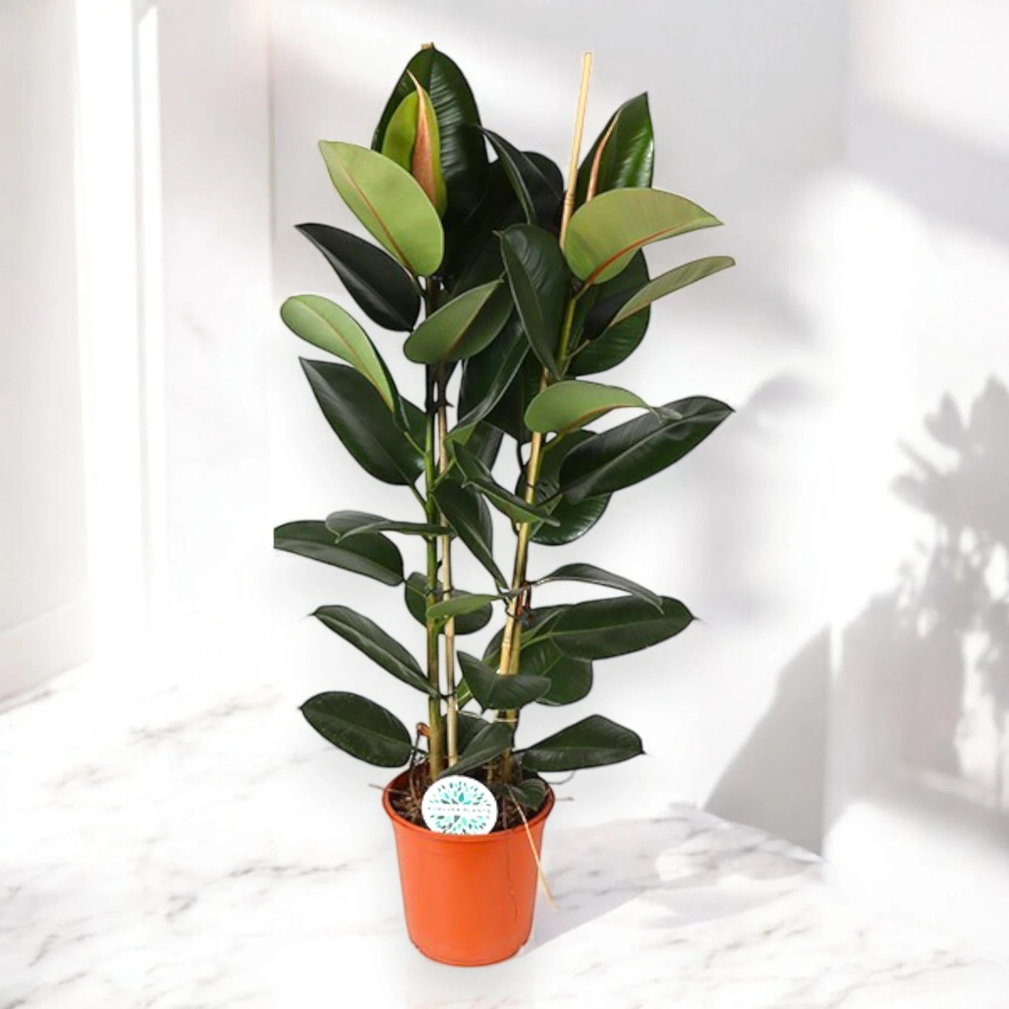 Ficus elastica 'Robusta'