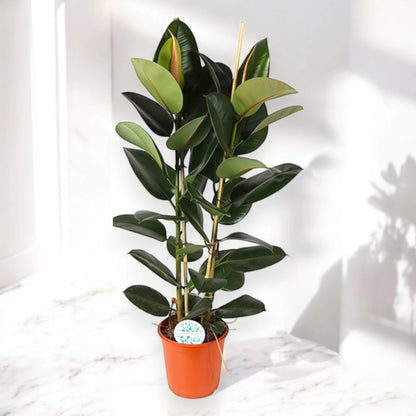 Ficus elastica 'Robusta'