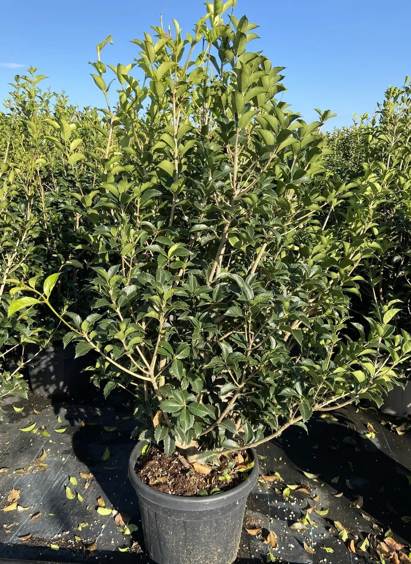 Osmanthus aquifolium