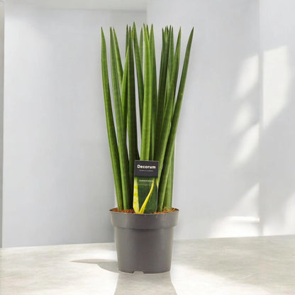 Sansevieria cylindrica 'Spaghetti'