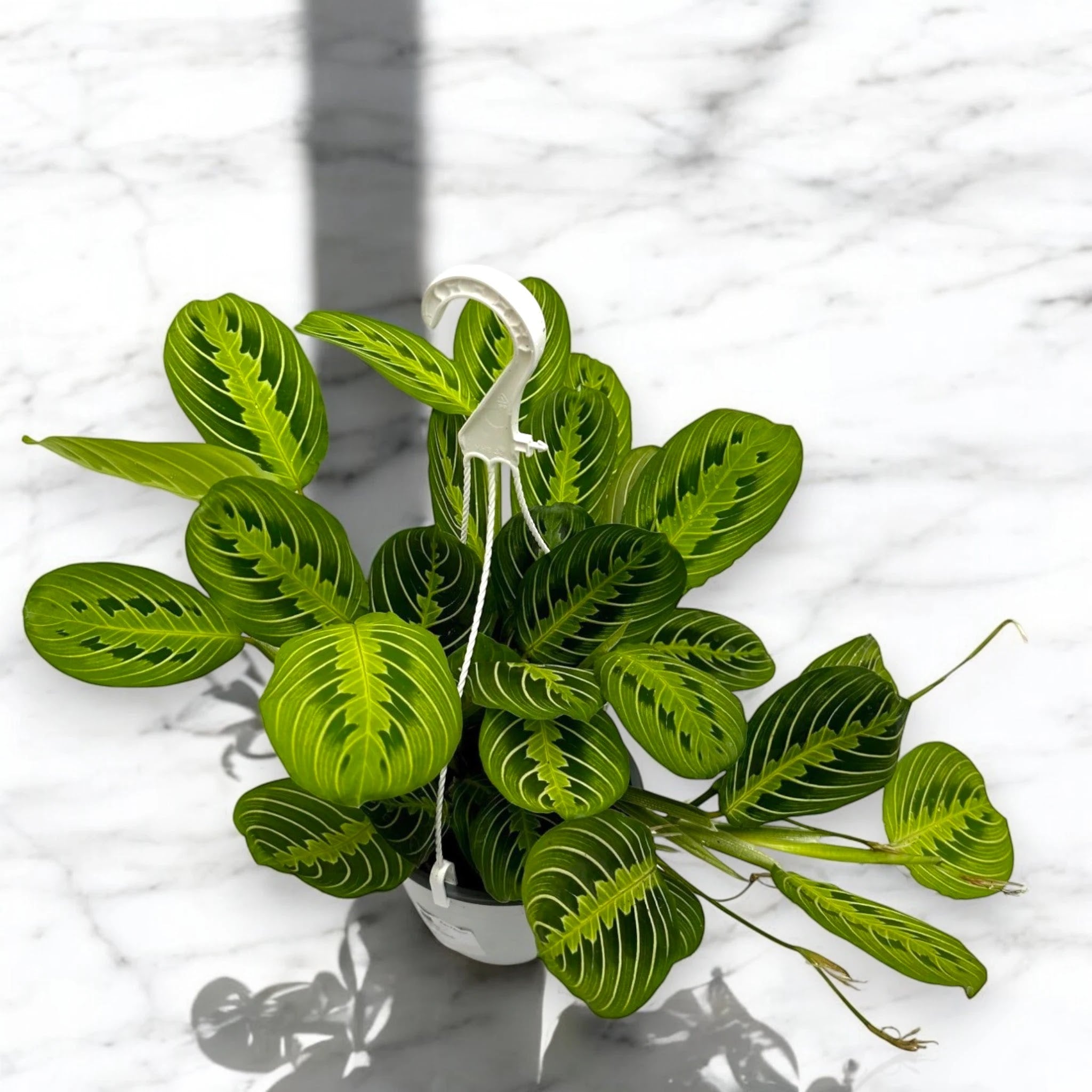 Maranta leuconeura 'Lemon Lime'