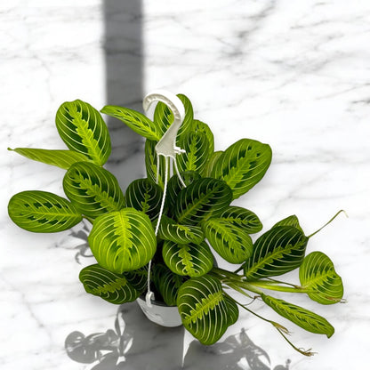 Maranta leuconeura 'Lemon Lime'