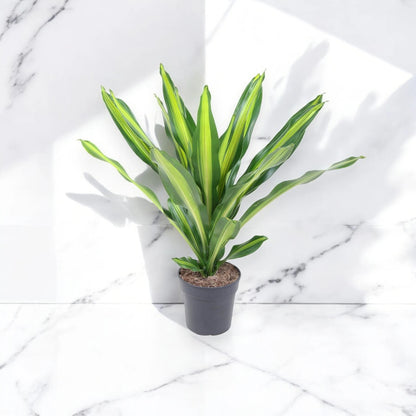 Dracaena fragrans 'Burley'